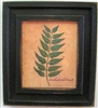 Ailanthus Leaf Framed Print by Bonnie Wolfe