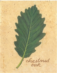 Chestnut Oak Framed Print (Light Background) by Bonnie Wolfe