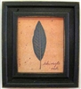 Shingle Oak Leaf Framed Print by Bonnie Wolfe
