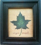 Sugar Maple Leaf Framed Print by Bonnie Wolfe