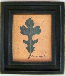 Burr Oak Framed Print by Bonnie Wolfe